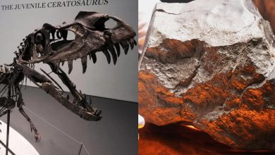 نیویارک: نایاب مریخی پتھر اور ڈایناسور کنکال نیلامی میں توجہ کا مرکز