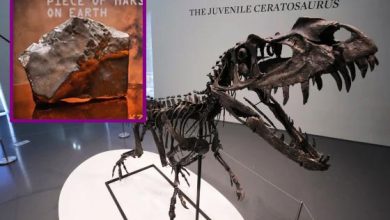 نیویارک نیلامی: ڈایناسور کنکال نے ریکارڈ قائم کر دیا، مریخی پتھر سستا نیلام